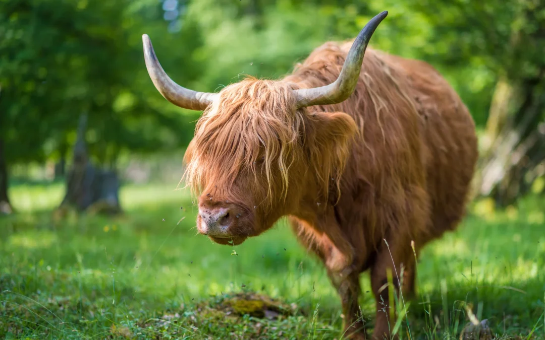 10 useful Gaelic words you already know