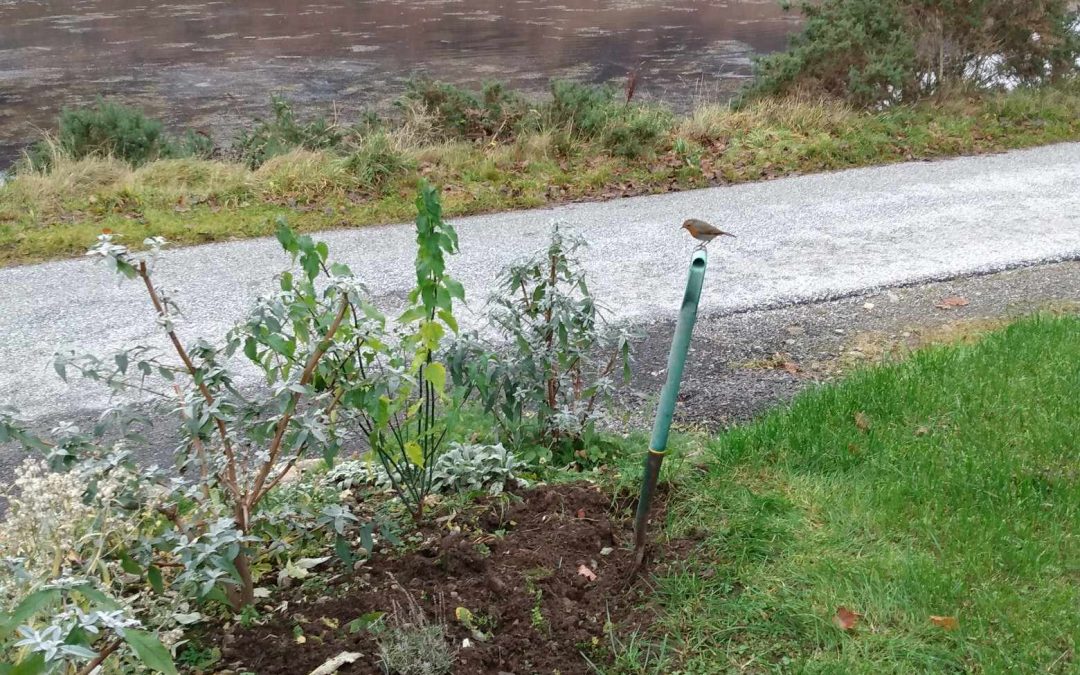 7 herbs at Dornie Croft for you to enjoy!
